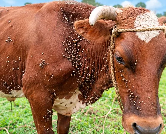 Illustration of a cow heavily covered in ticks