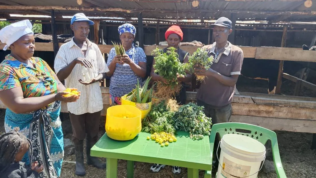 Community members displaying indigenous plants beside a cattle shed