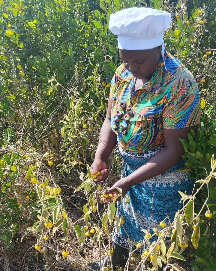 A woman in a white cap picking yellow fruits from a shrub