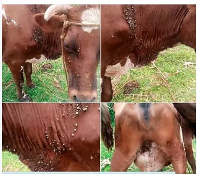 Cattle with heavy tick infestation on the neck, flank and belly